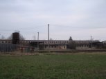 Dubany_kravin_2