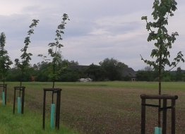 Ujezd_u_Prelouce_kravin_2